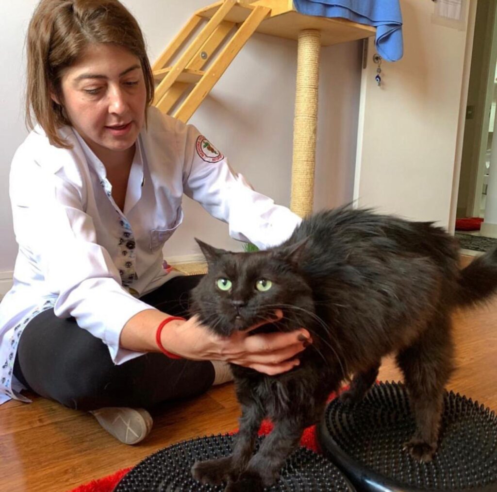 Médica Veterinária de Indaiatuba Dra. Esp. Mª. Flávia Oliva fundadora do Consultório Vet Terapias 