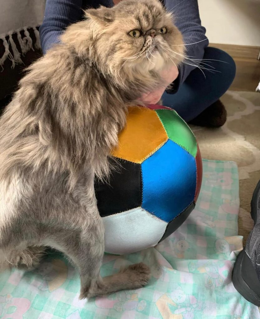 Consultório Vet Terapias: Centro de Animal em Indaiatuba 