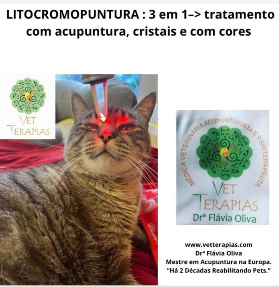 Médica Veterinária Dra. Esp. Mª. Flávia Oliva fundadora do Consultório Vet Terapias de Indaiatuba 