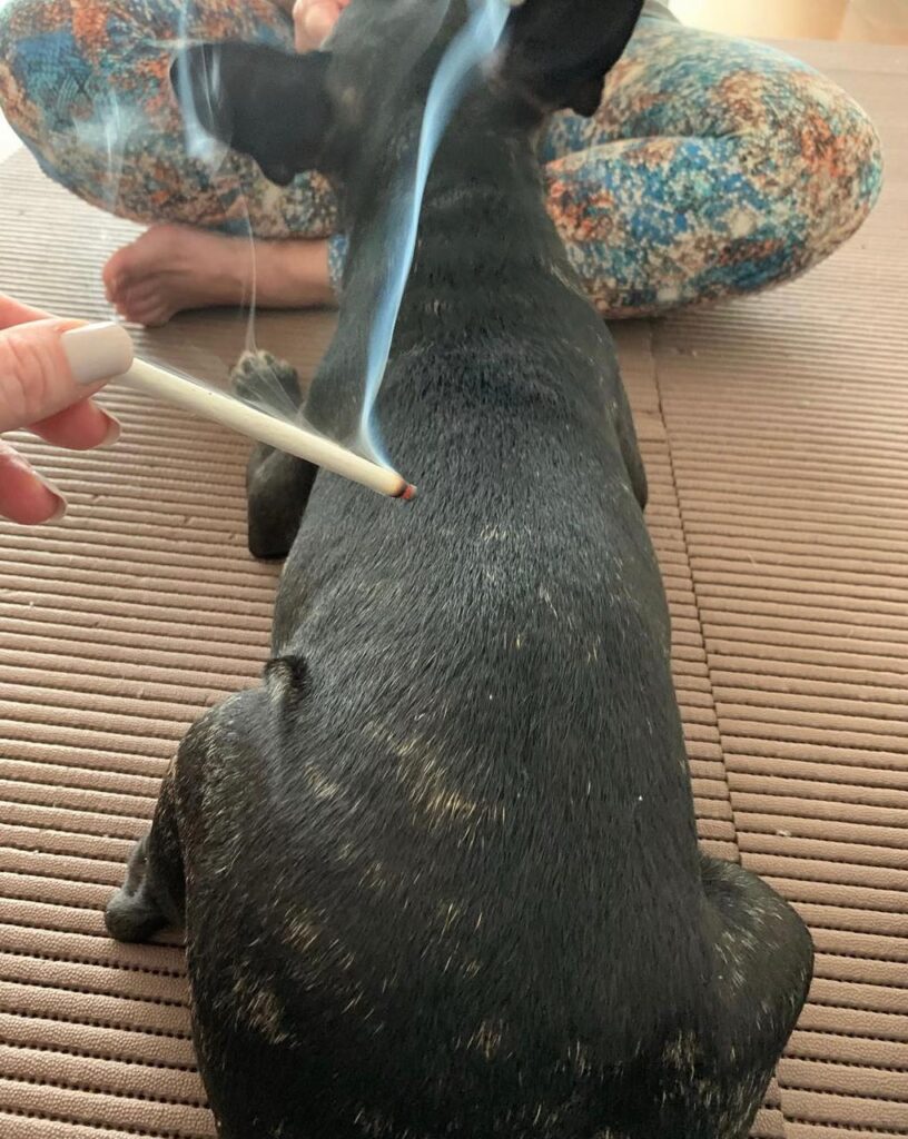 Vet Terapias Consultório Veterinário: Centro de Reabilitação Animal em Indaiatuba 